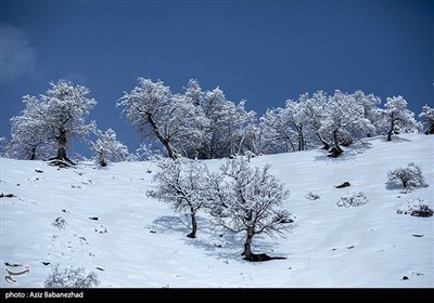 بارش برف در شهرستان الیگودرز