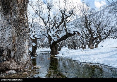 بارش برف در شهرستان الیگودرز