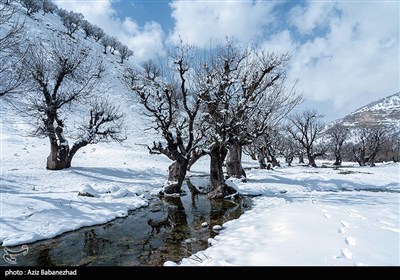 بارش برف در شهرستان الیگودرز