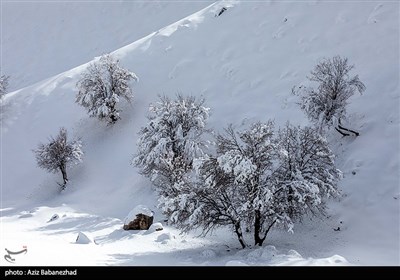 بارش برف در شهرستان الیگودرز