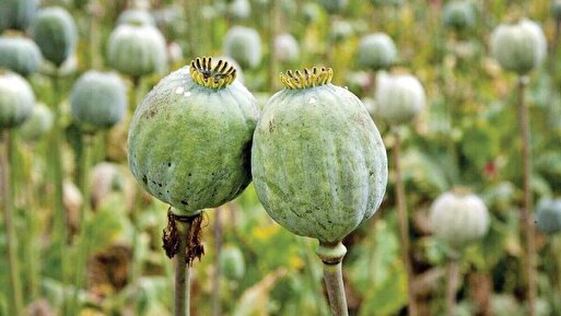 مصائب تلخکامی