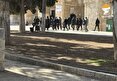 تعرض شهرک‌ نشینان صهیونیست به مسجد الاقصی